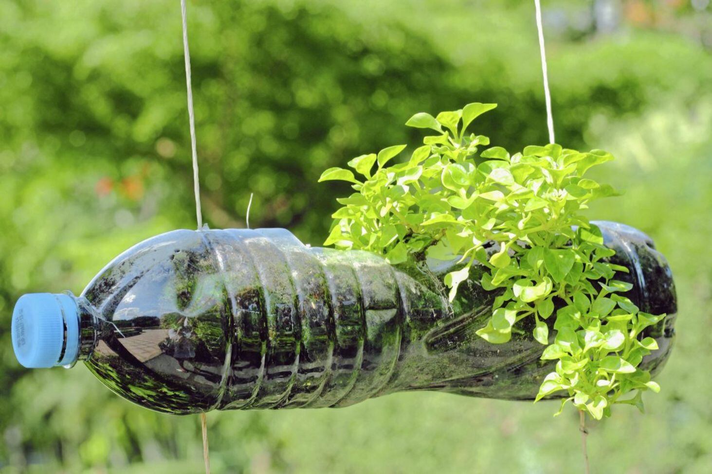 Fun cane toppers / RHS Campaign for School Gardening