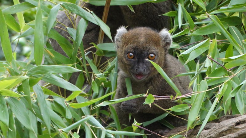 The park is the only zoological collection in the UK and one of two worldwide to have bred the species this year