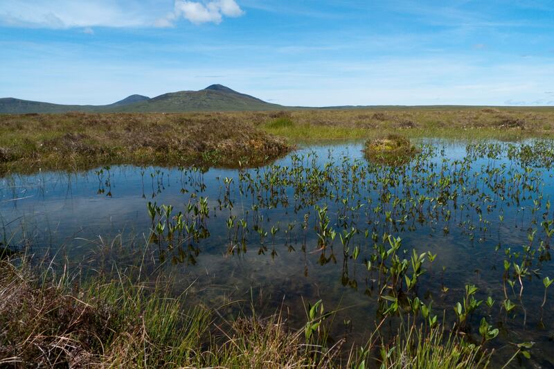 The Flow Country was last week granted world heritage status