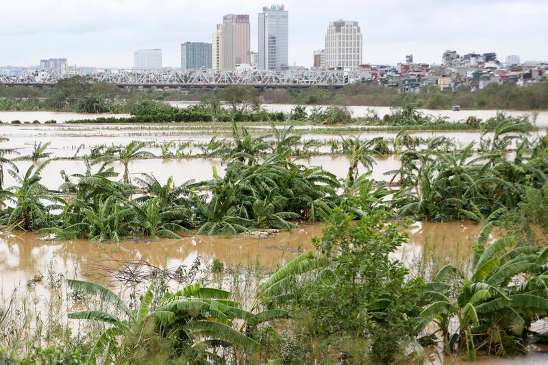 A banana garden in Hanoi is submerged in floodwater (Huy Han/AP)