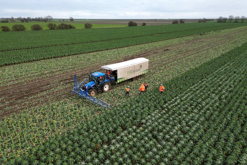 Brussels sprouts are harvested in a field at TH Clements near Boston, Lincolnshire in December 2024.