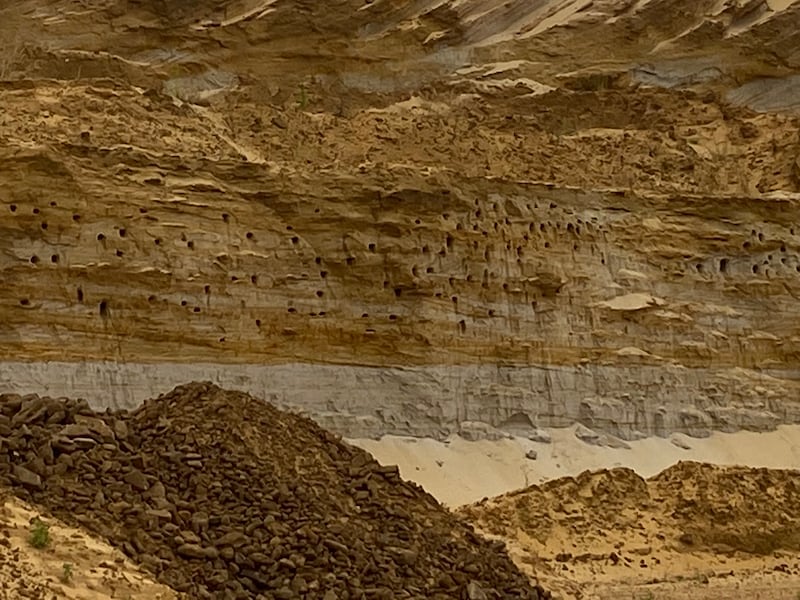 A general view of Sand Martin cliff at the “Mars-like” Sandy Heath Quarry (RSPB)