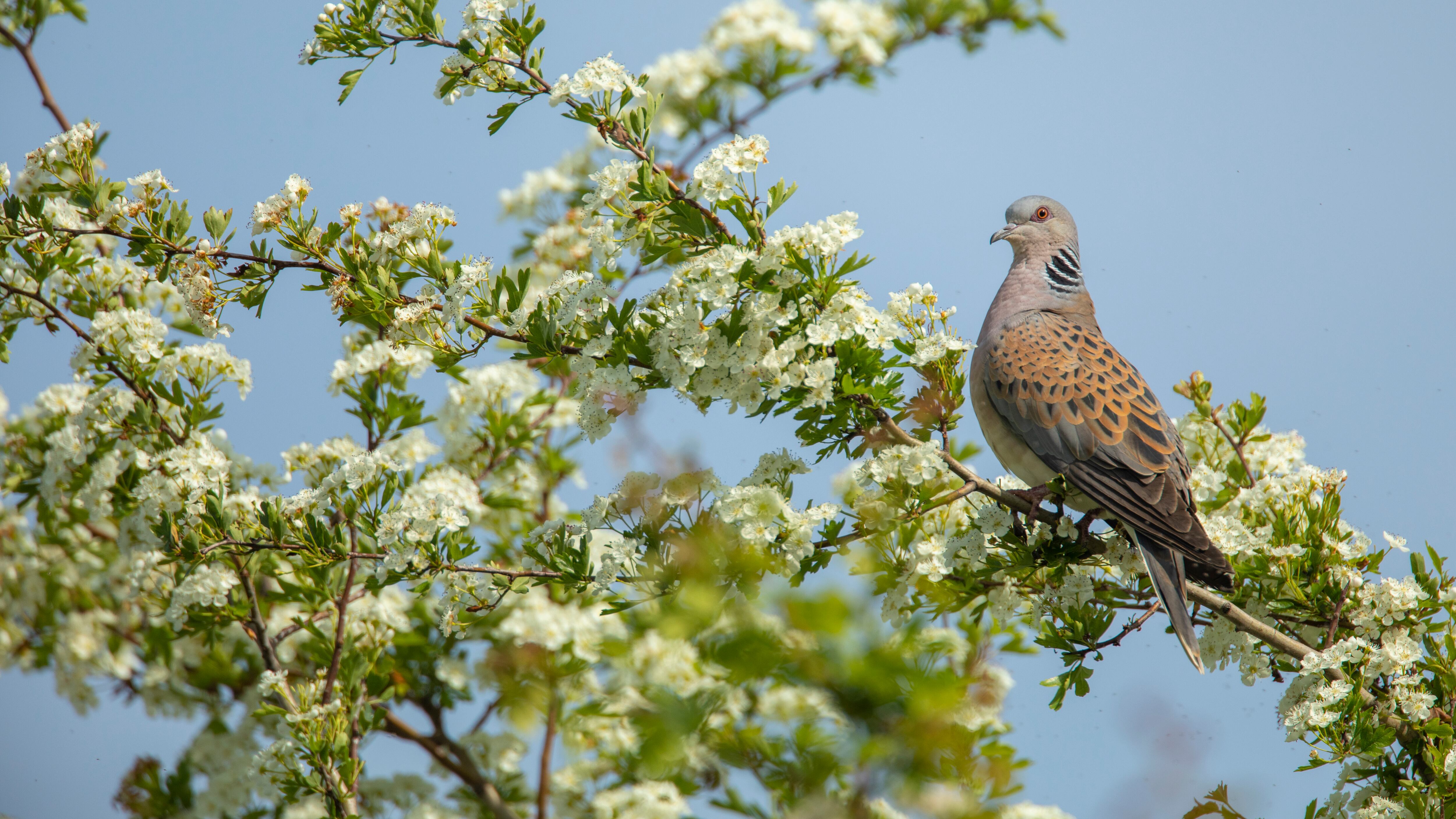 The turtle dove’s purring call was once common in the British countryside