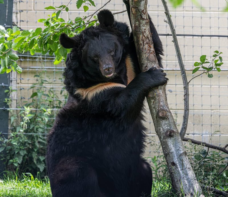 Staff at Five Sisters Zoo said it was ‘truly a sad day’ after Yampil died while undergoing a medical procedure.