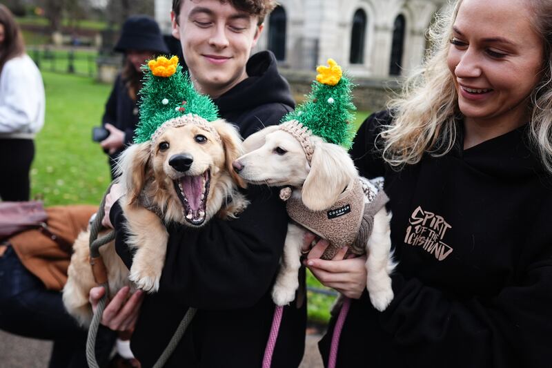 Two dachshunds wear matching Christmas tree hats