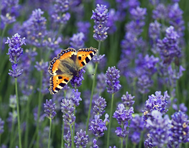 he most commonly spotted species included Ringlet, Six-spot Burnet and Small Tortoiseshell