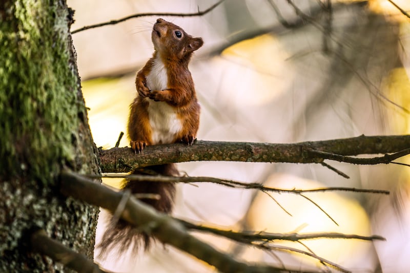 Scientists said ‘translocating’ squirrels between populations could be one option to enrich their genetic diversity