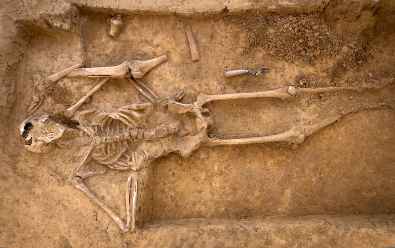 Human skeletons were uncovered by the team