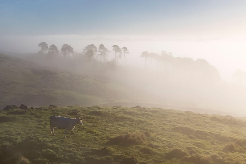 2E9W4P9 Cattle grazing at dawn on a misty morning near Mucklebank Crags / Alloa Lee, a little east of Walltown Crags, Hadrian’s Wall, Northumberland, UK