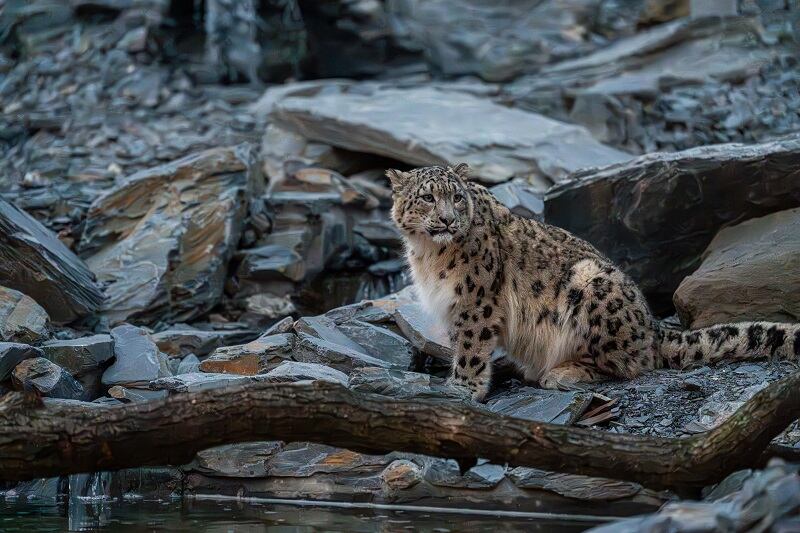The snow leopards have been exploring their new habitat designed to recreate the rocky terrain of the Himalayan mountains