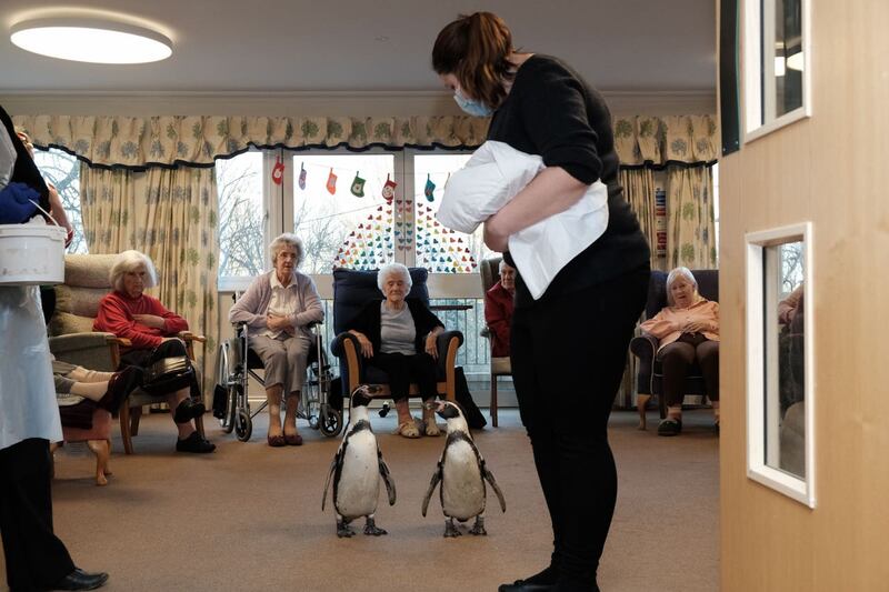 Penguins visit care home residents