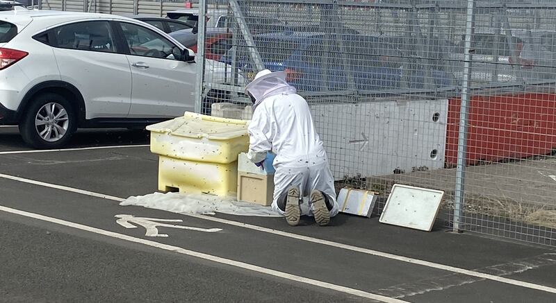 Beekeeper Stephen Readman captures a swarm and takes them to safety .