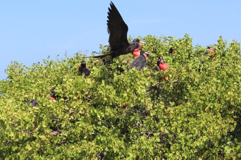 Frigate birds on Barbuda.