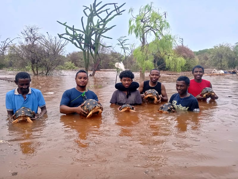 The Turtle Survival Alliance and volunteers grouped together to save the tortoises (Lavavolo Tortoise Centre via AP)