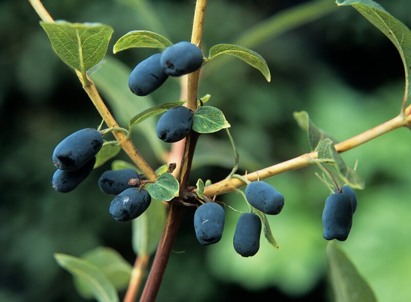 Honeyberries are similar to blueberries and require even less effort