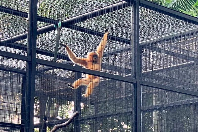 A buff-cheeked gibbon swings in its cage at Hong Kong’s Zoological and Botanical Gardens (AP)