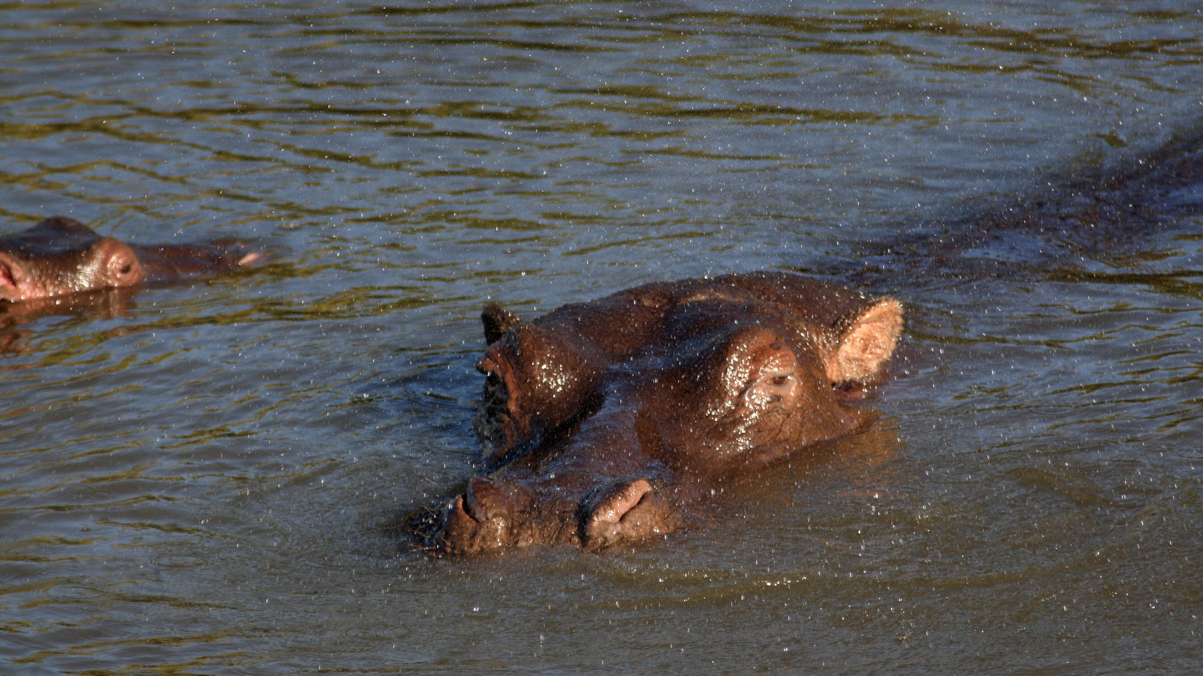 Trotting hippos can become airborne, scientists have said