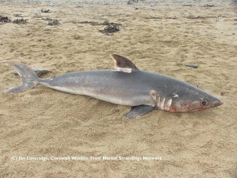 Shark washed up on Cornish beach
