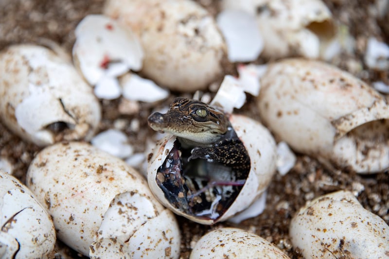 Although the adults are large, as long as 13ft, the chirping youngsters are vulnerable soon after they hatch (AP)