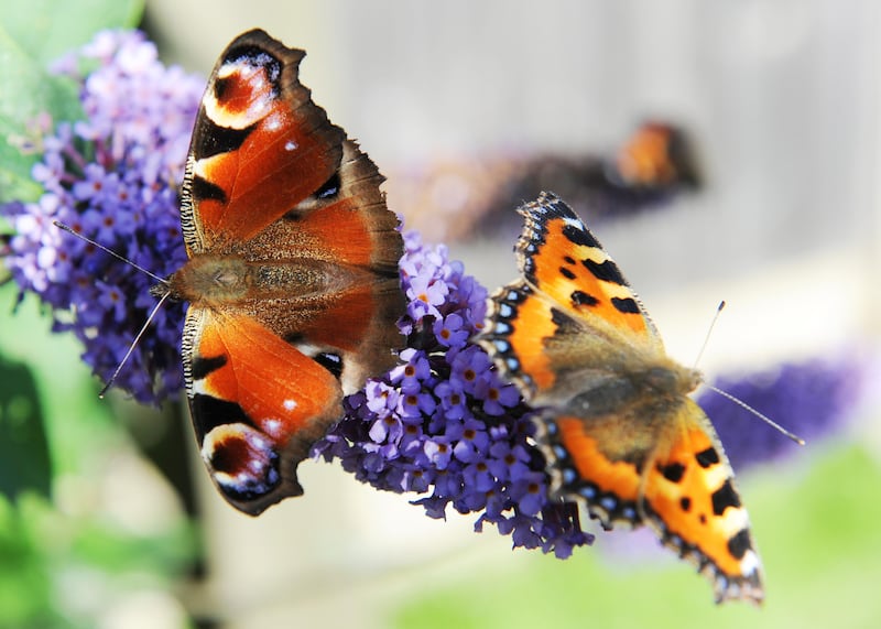 A peacock butterfly, left, and a small tortoiseshell butterfly enjoy a spell of mild autumn weather