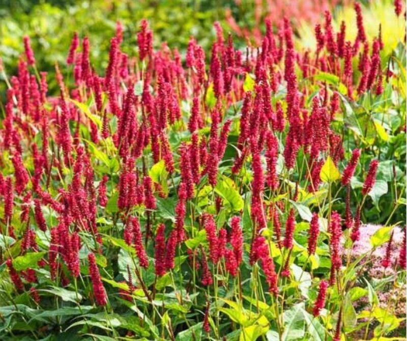 Persicaria amplexicaulis ‘Firetail’