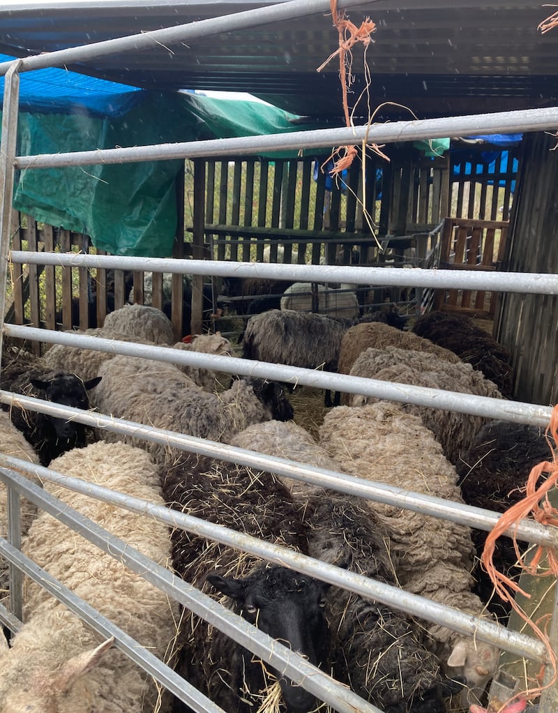 Animals in temporary pens after flooding