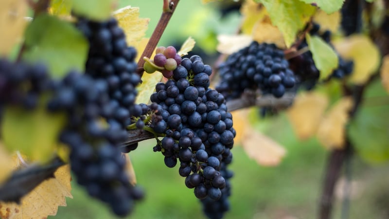 Many of the world’s regions that are suitable for planting wine grapes could be lost to climate change, research suggests.