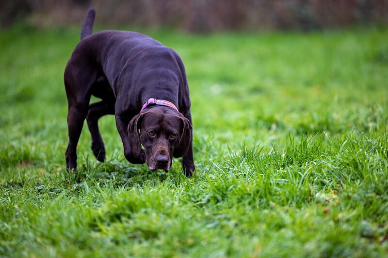 German Shorthaired Pointer Ziba at work