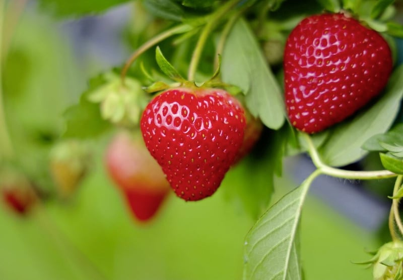 Strawberries are some of the lowest sugar fruits, containing around 5g per 100g 