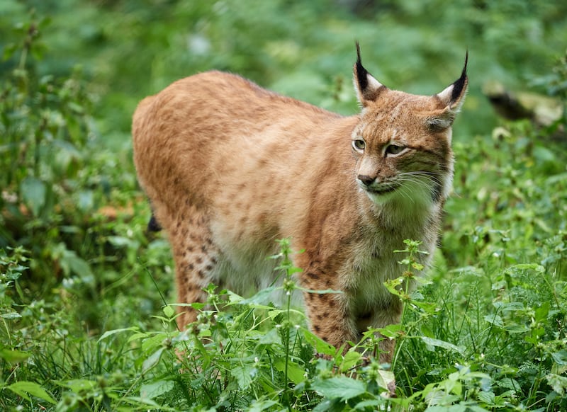 Lynx. 