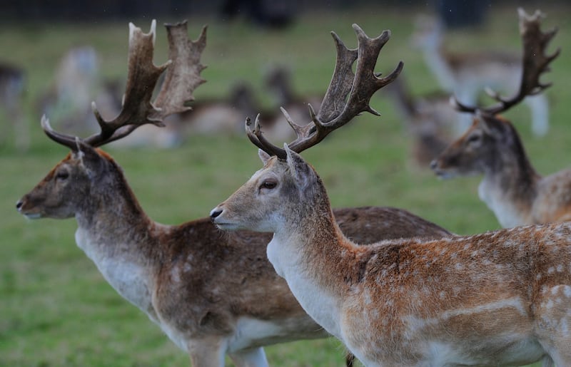 Roe deer.