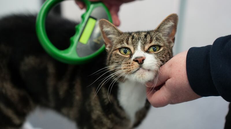 A microchipped cat being scanned