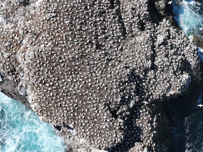 Gannets have been surveyed on Alderney with drones