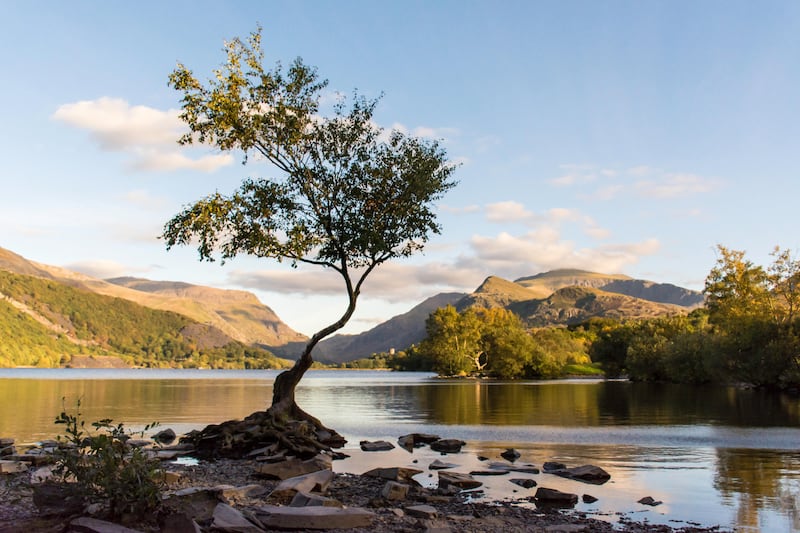 The lonely tree at Llyn Padarn
