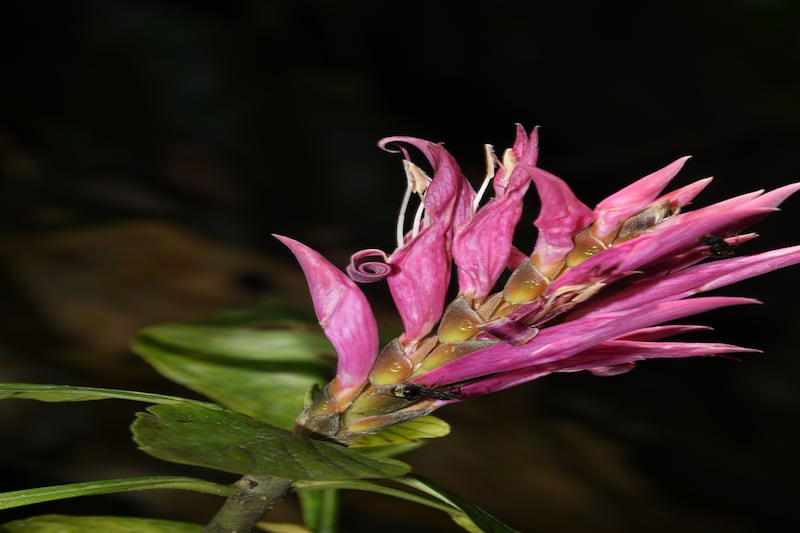 The ‘black-souled’ Colombian Aphelandra, a newly described plant is related to the widely cultivated Brazilian zebra plant that adorns many households around the globe. (Pablo Gallego)