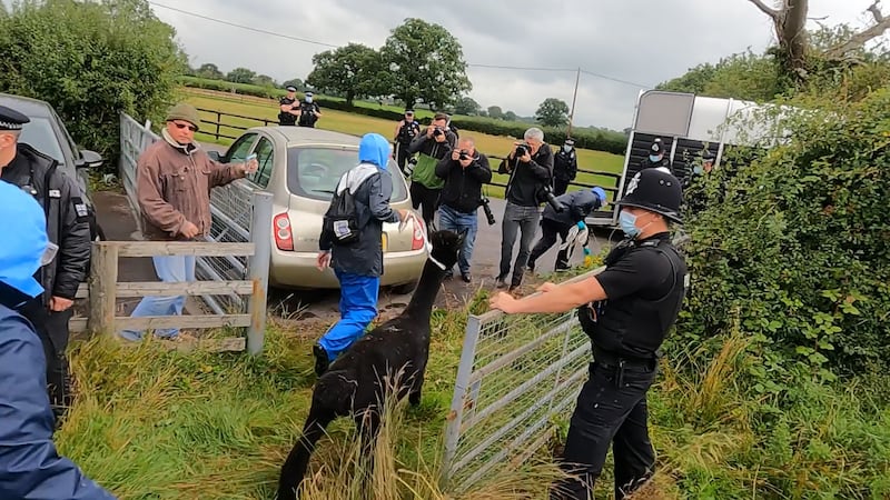 Geronimo was led away from Helen Macdonald’s farm and culled three years ago