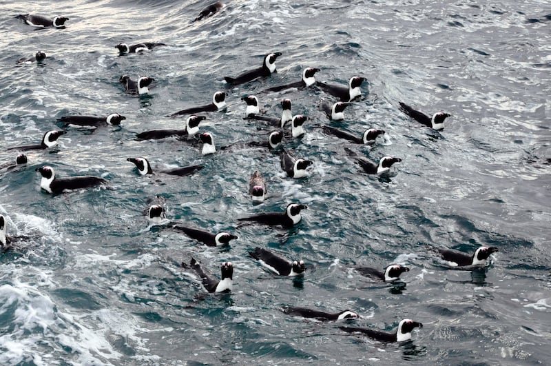 Colonies of African penguins could benefit from the introduction of a no-fishing zones, a study suggests (Richard Sherley/University of Exeter/PA).