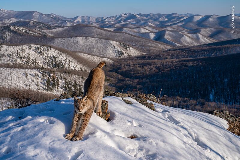 A lynx stretching caught on a camera trap was the winner in the Animals in their Environment category