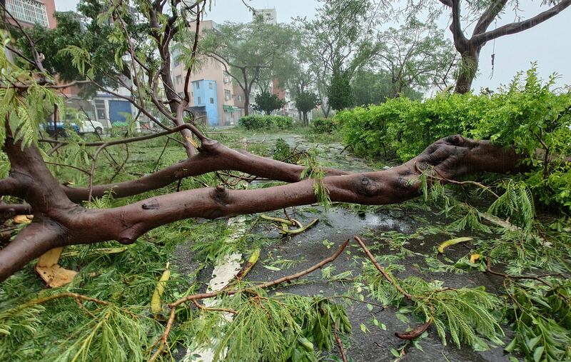 Trees blown down in Love River Park as Typhoon Krathon made landfall in Kaohsiung, southern Taiwan, on Thursday (Chiang Ying-ying/AP)