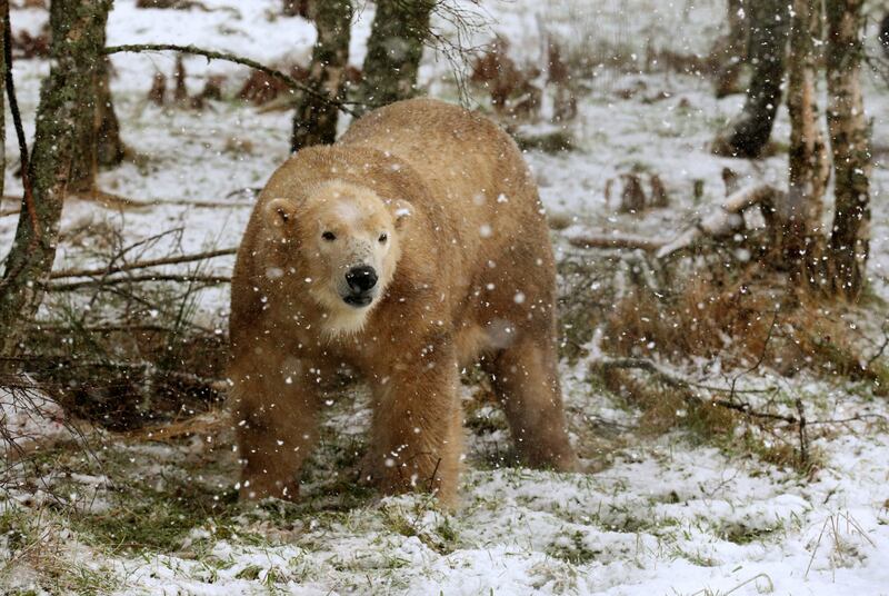Polar bear cub caught on camera as it finally ventures outside