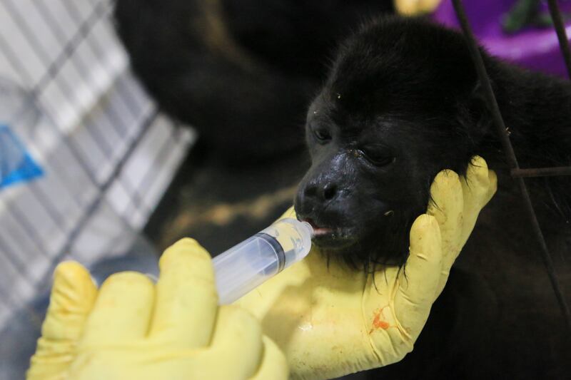 A veterinarian feeds a young howler monkey rescued amid extremely high temperatures in Tecolutilla (Luis Sanchez/AP)