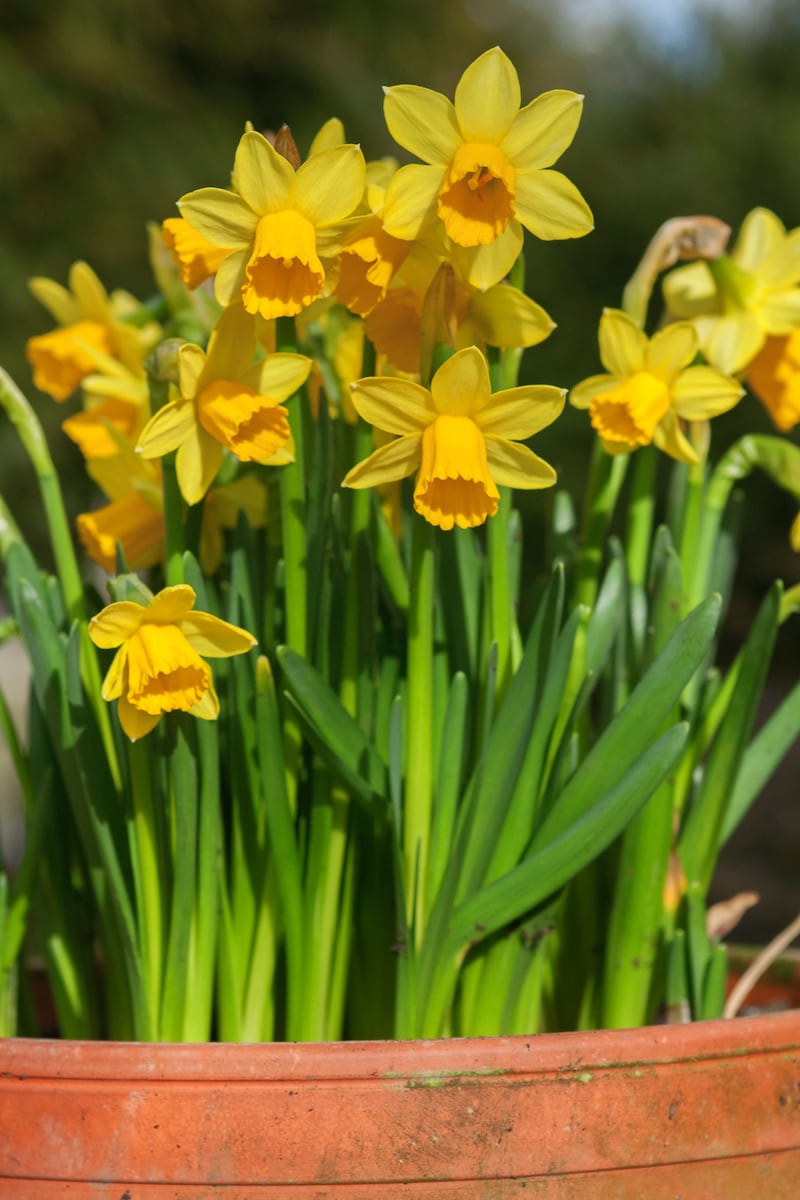 Narcissus ‘Tete-a-tete’ in a container