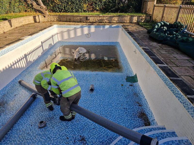 The team drained the pool and then lifted her to safety