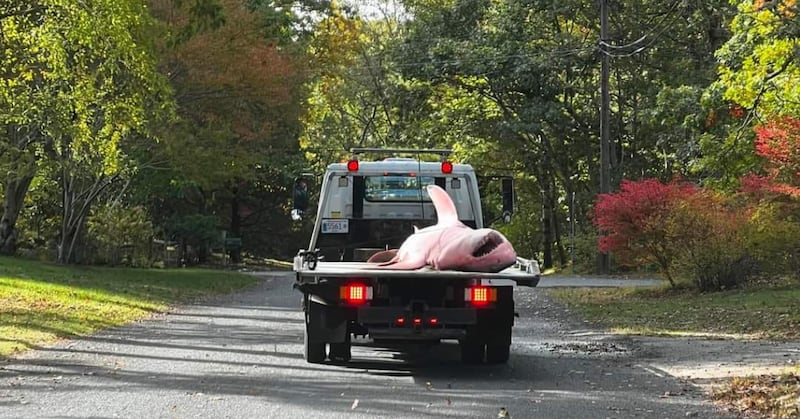 The shark was washed up on Nauset Beach in Eastham, MA. (Facebook.com/OrleansPolice)