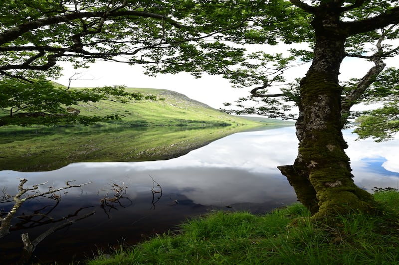 A moss-cloaked oak stands by the banks of Lough Beagh in Glenveagh National Park, Donegal