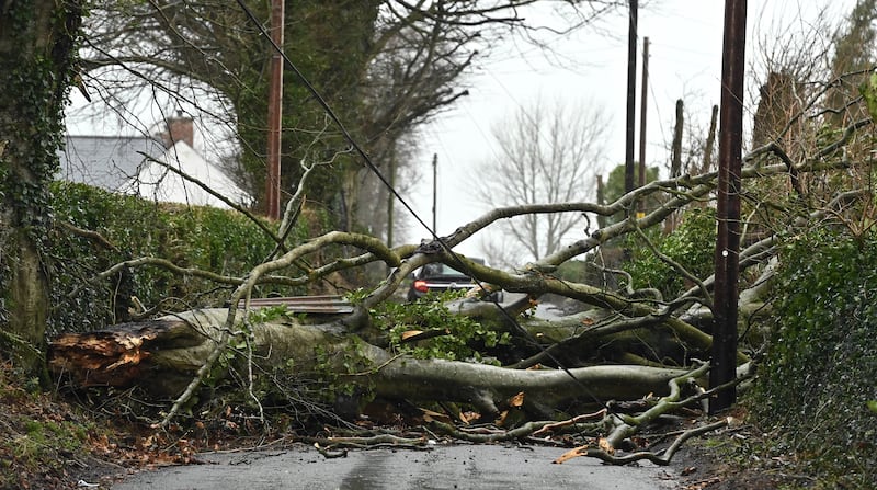 A fallen tree on Tullydraw Road near Dungannon