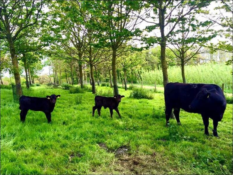 Cows in a woodland setting