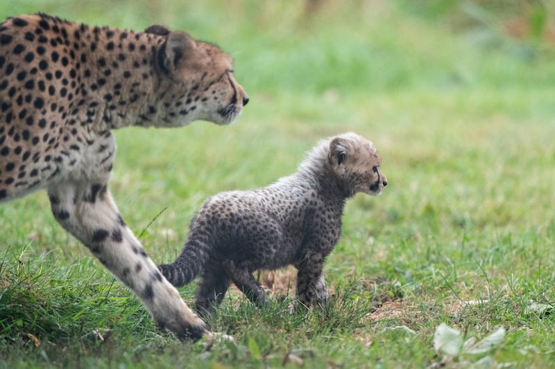 An 8-week-old cheetah cub, the first cub born at the park in ten years, explores her enclosure for the first time with her mother Kilima at Africa Alive in Suffolk. Picture date: Sunday October 3, 2021