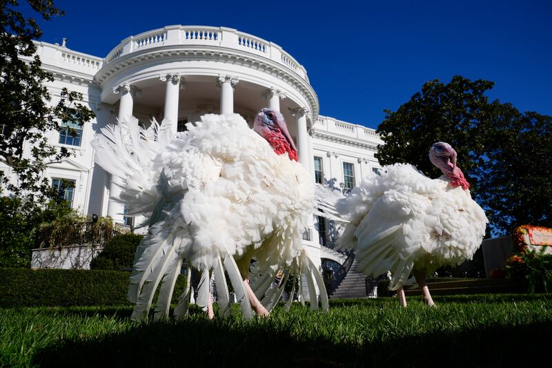 Blossom, left, and Peach, right, walk on the South Lawn of the White House before they are pardoned by President Joe Biden (AP Photo/Susan Walsh)