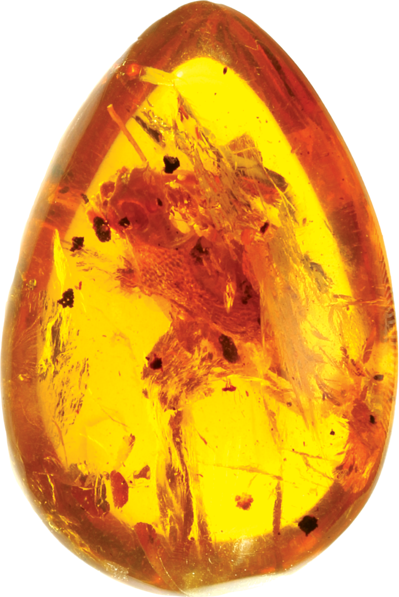 albanerpetontids fossil in amber 